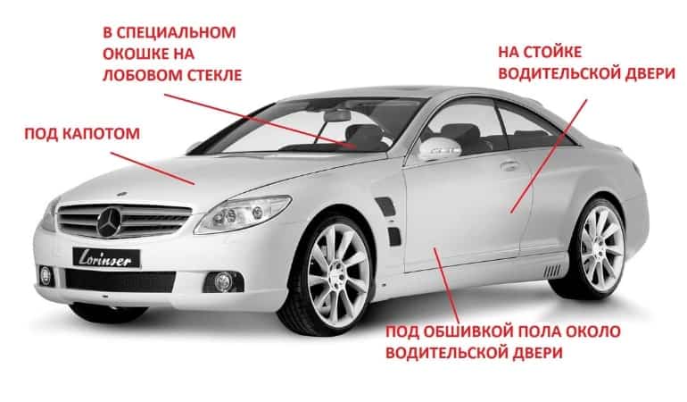 где найти виноградную лозу